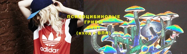 ПСИЛОЦИБИНОВЫЕ ГРИБЫ Горно-Алтайск